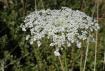 Queen Anne's lace